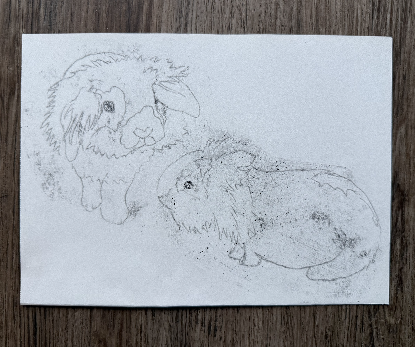 a pencil drawing of two bunnies on paper
