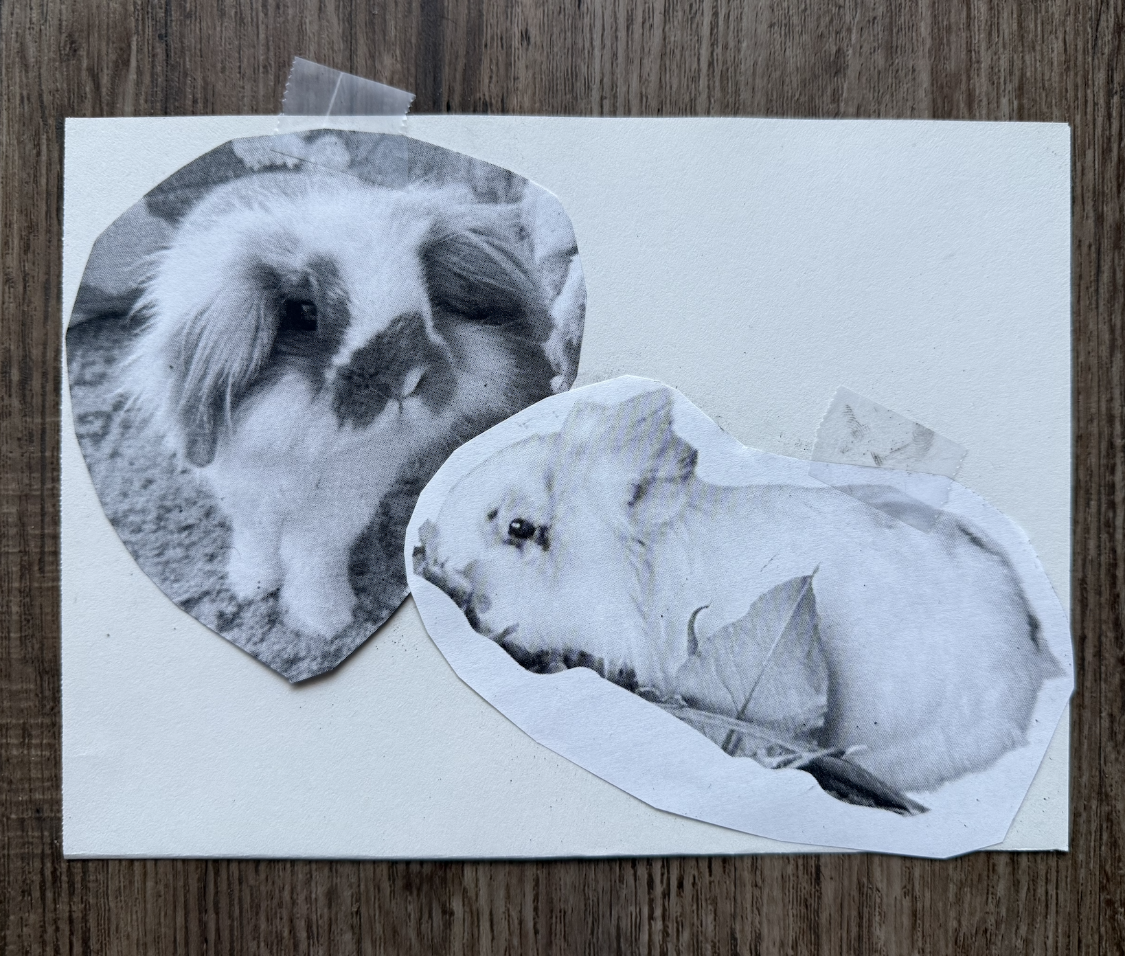 two black-and-white photos of bunnies, taped to a piece of drawing paper