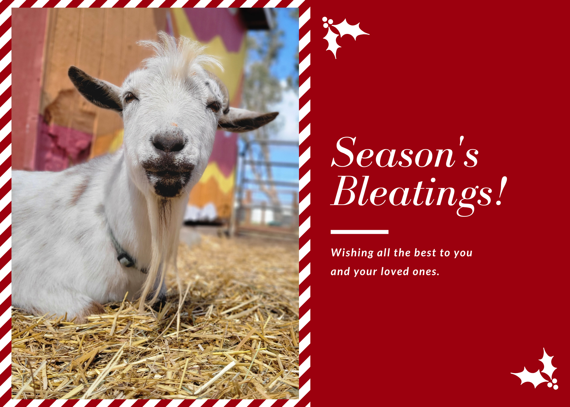 Copy of Holiday Cards (1).png