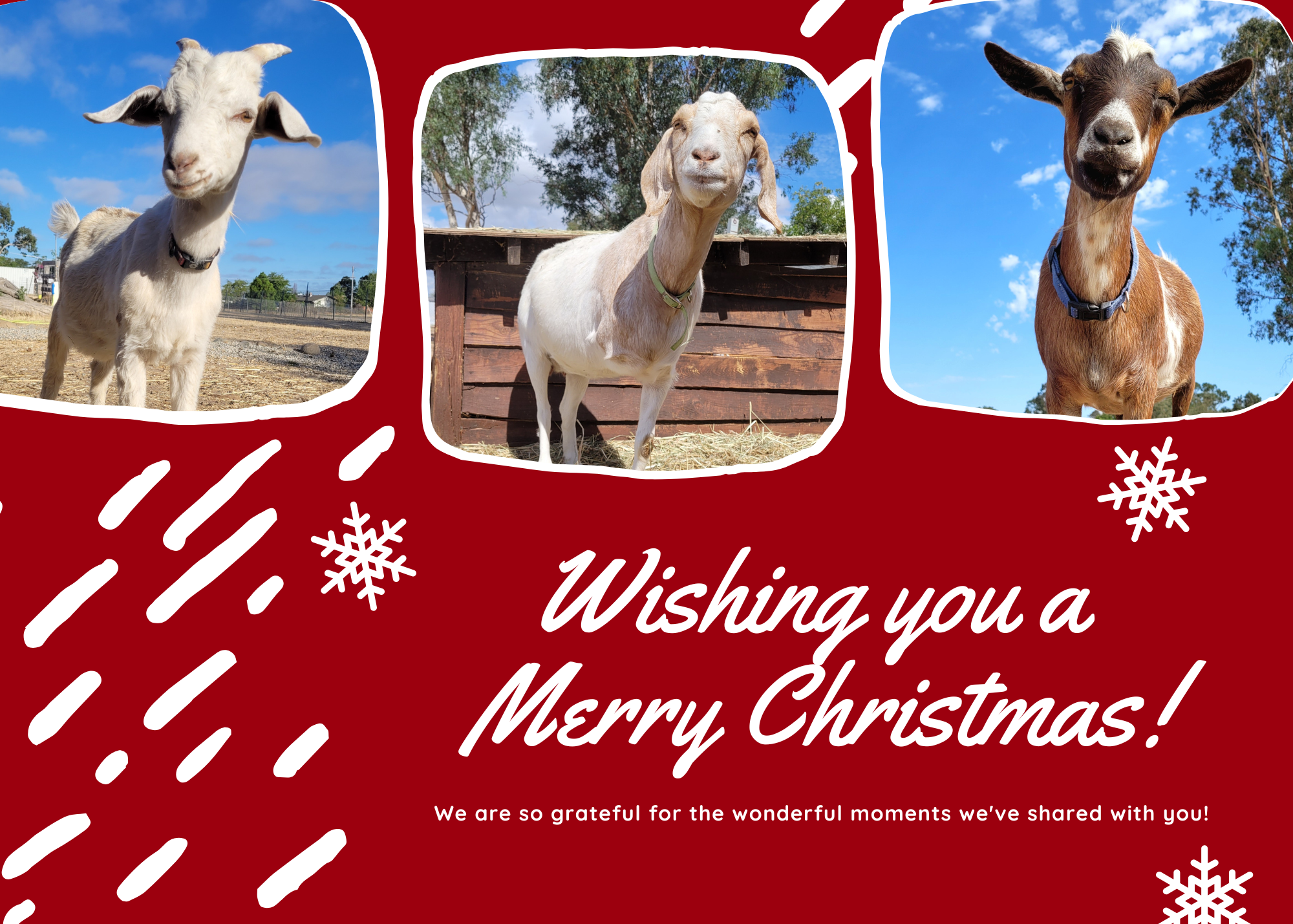 Copy of Holiday Cards.png