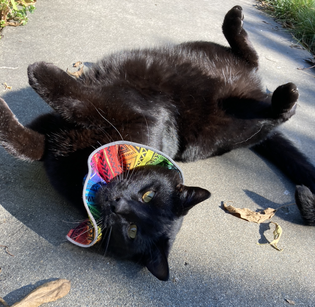 a black cat wearing a colorful Birds Be Safe collar rolls around on the ground outside