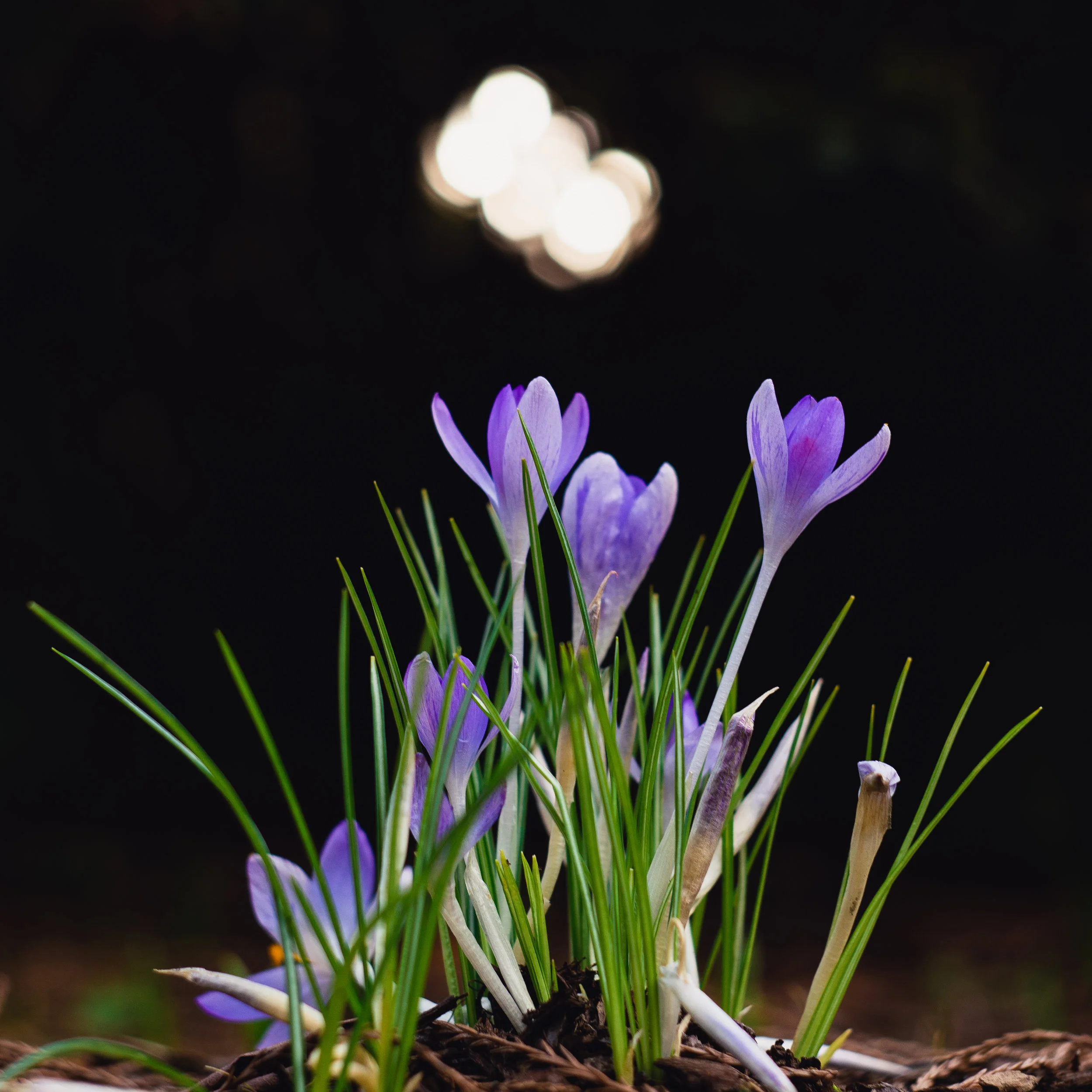 Flower Helios 44-2.