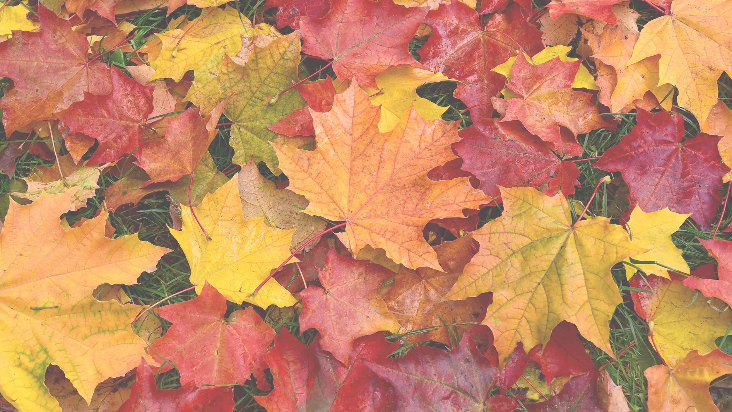 AutumnLeaves_shutterstock_742768801.jpg