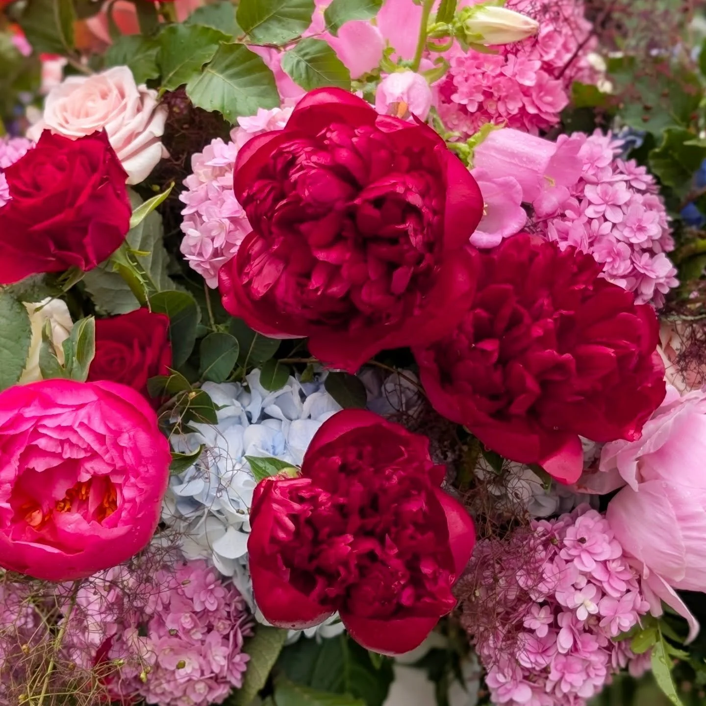 🩷💖Peony appreciation post &hearts;️❤️

#peonyseason #peonies #weddingseason #novemberwedding #flowers #geelongwedding #geelongflorist #florist #brightflowers #coralcharmpeony #redpeonies #ceremonyflowers
