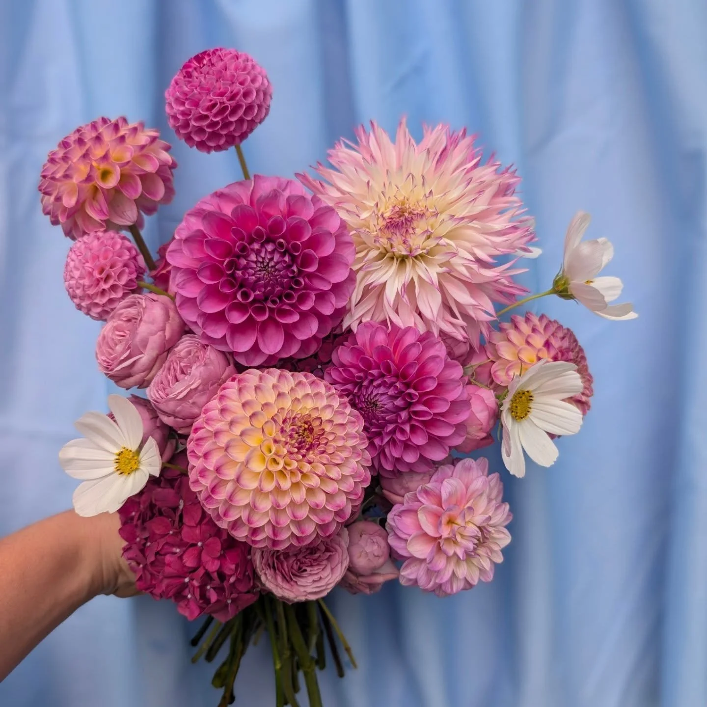 Making the most of dahlia season! 
Two same but different bouquets 💐
Stunning dahlias from @seabreeze_dahlias &amp; some homegrown cosmos

#dahlias #bouquets #weddingseason #weddingbouquet #geelongflorist