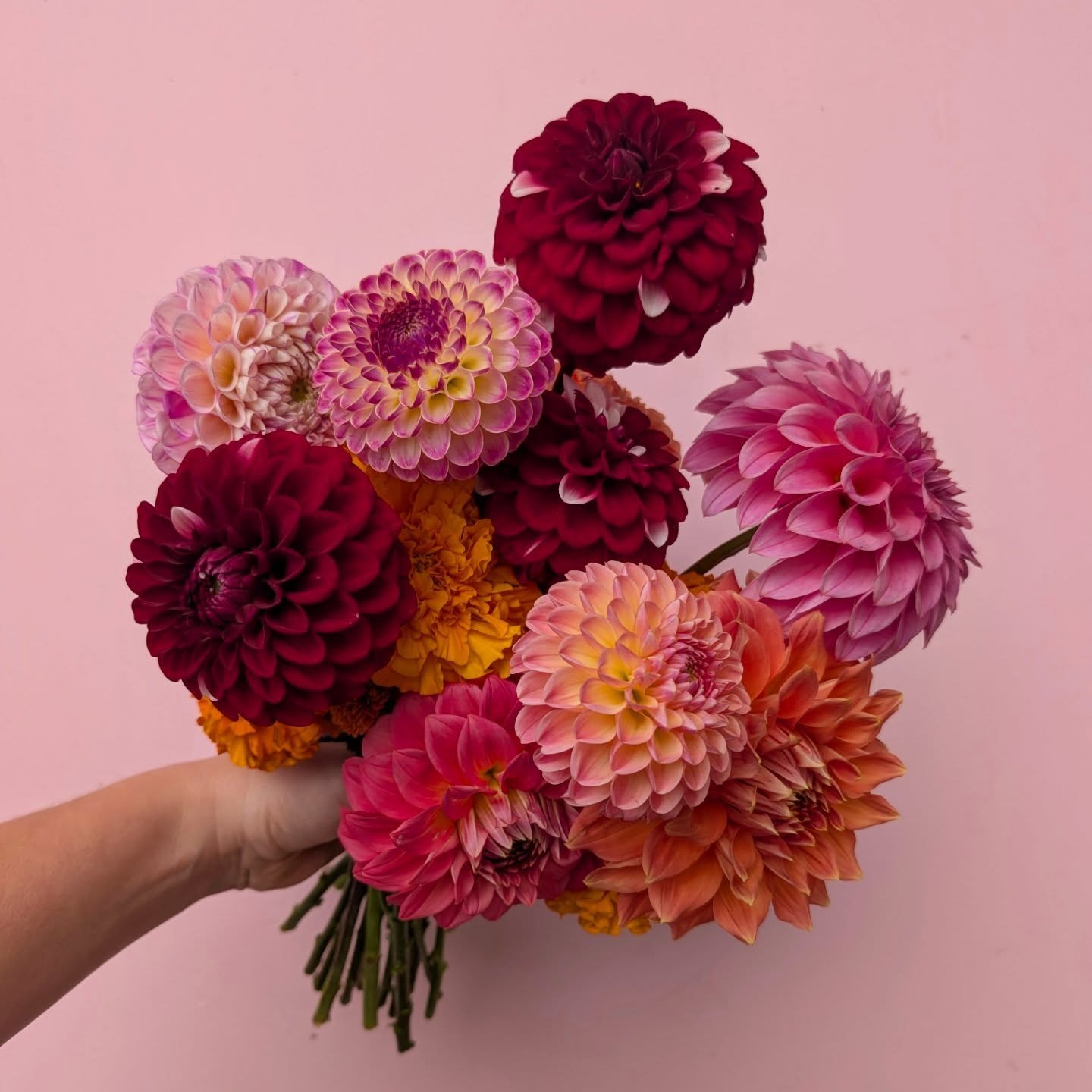 Celebrating autumn with this dahlia heavy bouquet last week. 
Look at those colours! 
Dahlias: @seabreeze_dahlias 

#bridesmaidbouquet #autumnwedding #bouquets #weddingflowers #geelongflorist