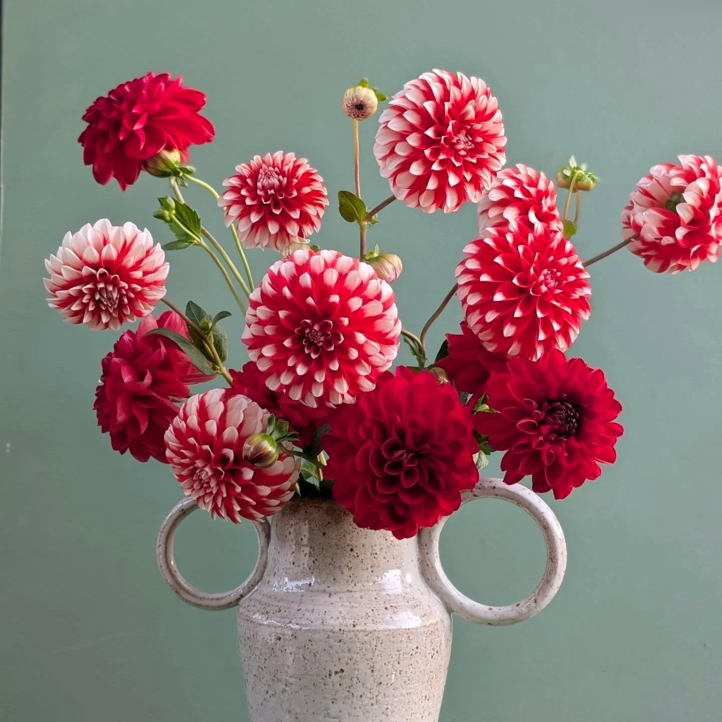 🍓Strawberries &amp; Cream - one of my favourite dahlias🍓
#dahlias #flowers #autumnflowers #geelongflorist #vasearrangement