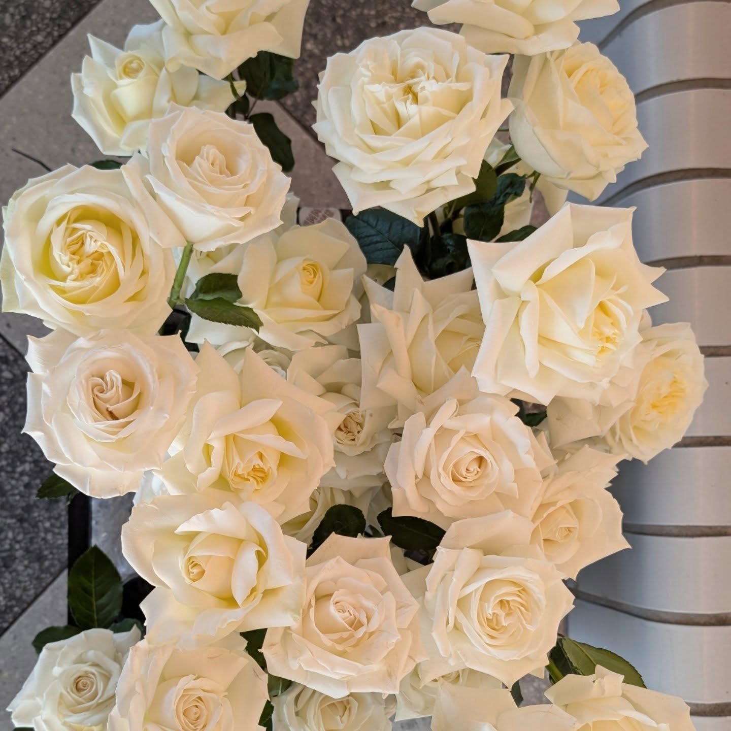 Fluffy white roses for Amanda &amp; Patrick 

#whiteroses #aimeelouroses #weddinggeelong #weddingflowers