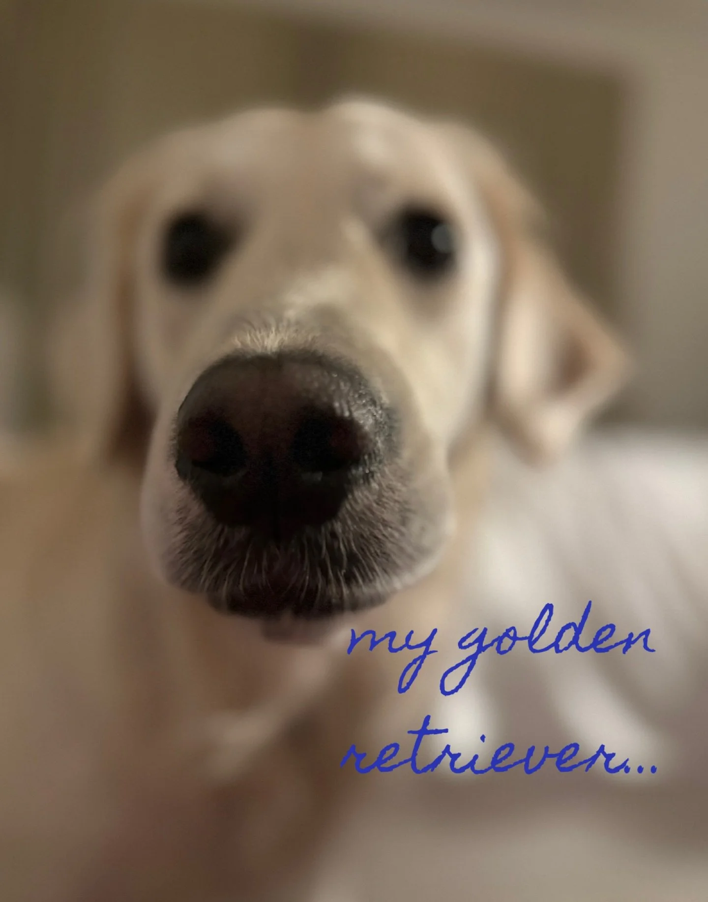 The best art critics 💕

#goldenretriever #artist #artists #dogsinart