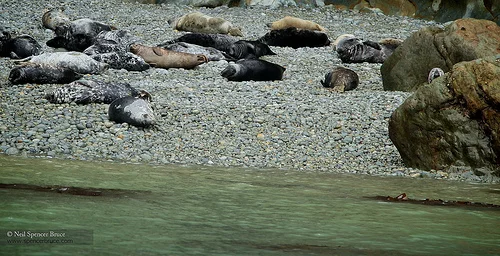 Daily Creation Challenge | Day 115 - Can you seal me