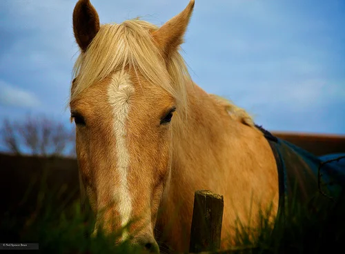Daily Creation Challenge | Day 118 - A little horse