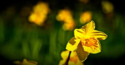 Daily Creation Challenge | Day 124 - Happiness in memorandum