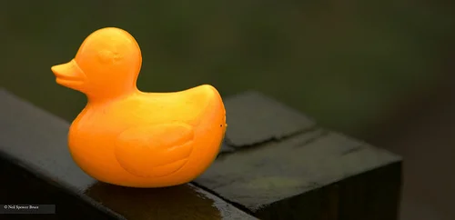 Daily Creation Challenge | Day 126 - Quack