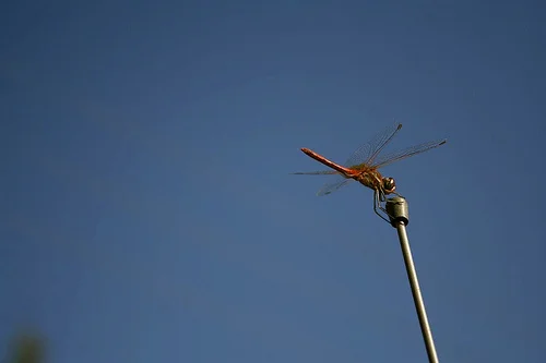 Daily Creation Challenge | Day 155 - Inquisitive