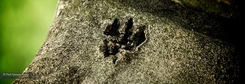 Daily Creation Challenge | Day 185 - Eternally captured