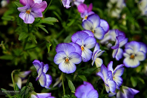 Daily Creation Challenge | Day 189 - Vibrancy and Cacophony