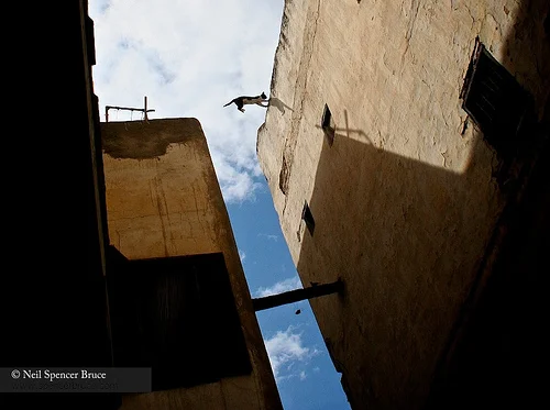 Daily Creation Challenge | Day 222 - Making the jump?