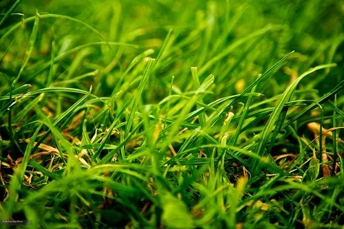 Daily Creation Challenge | Day 234 - The grass is always greener