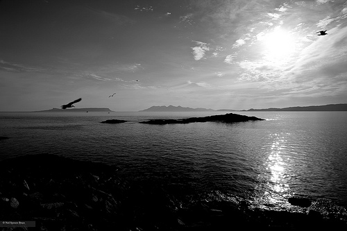 Daily Creation Challenge | Day 278 - Flight