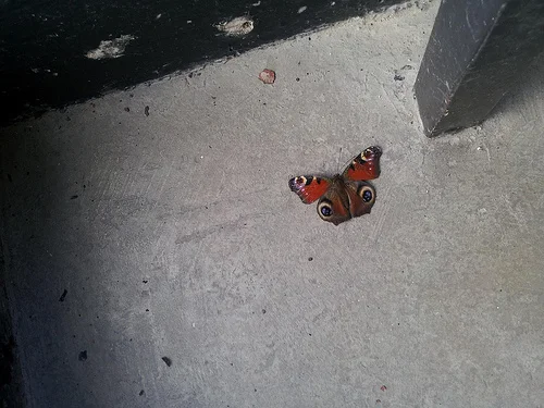Daily Creation Challenge | Day 290 - Butterfly and lightning