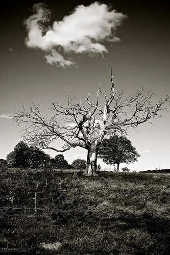 Daily Creation Challenge | Day 316 - Symbolism