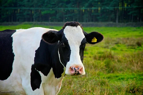 Daily Creation Challenge | Day 320 - Moo