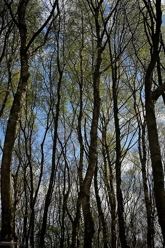 Daily Creation Challenge - Day 352 - Reaching for the stars