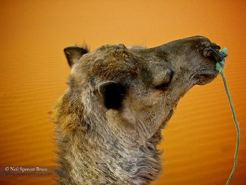 Daily Creation Challenge | Day 356 - Yeah like whatever!