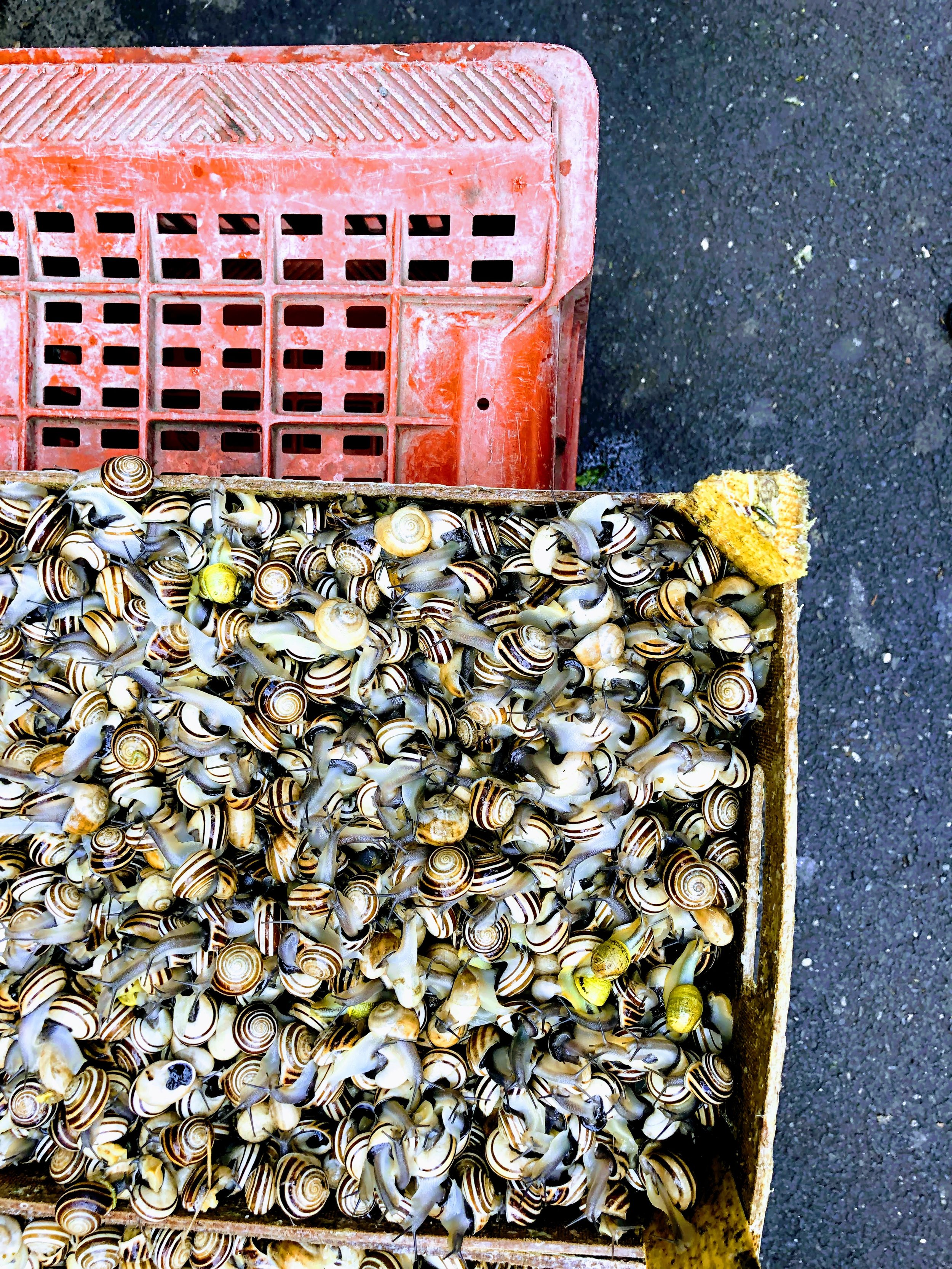 Live snails at the fish market in Catania, Sicily