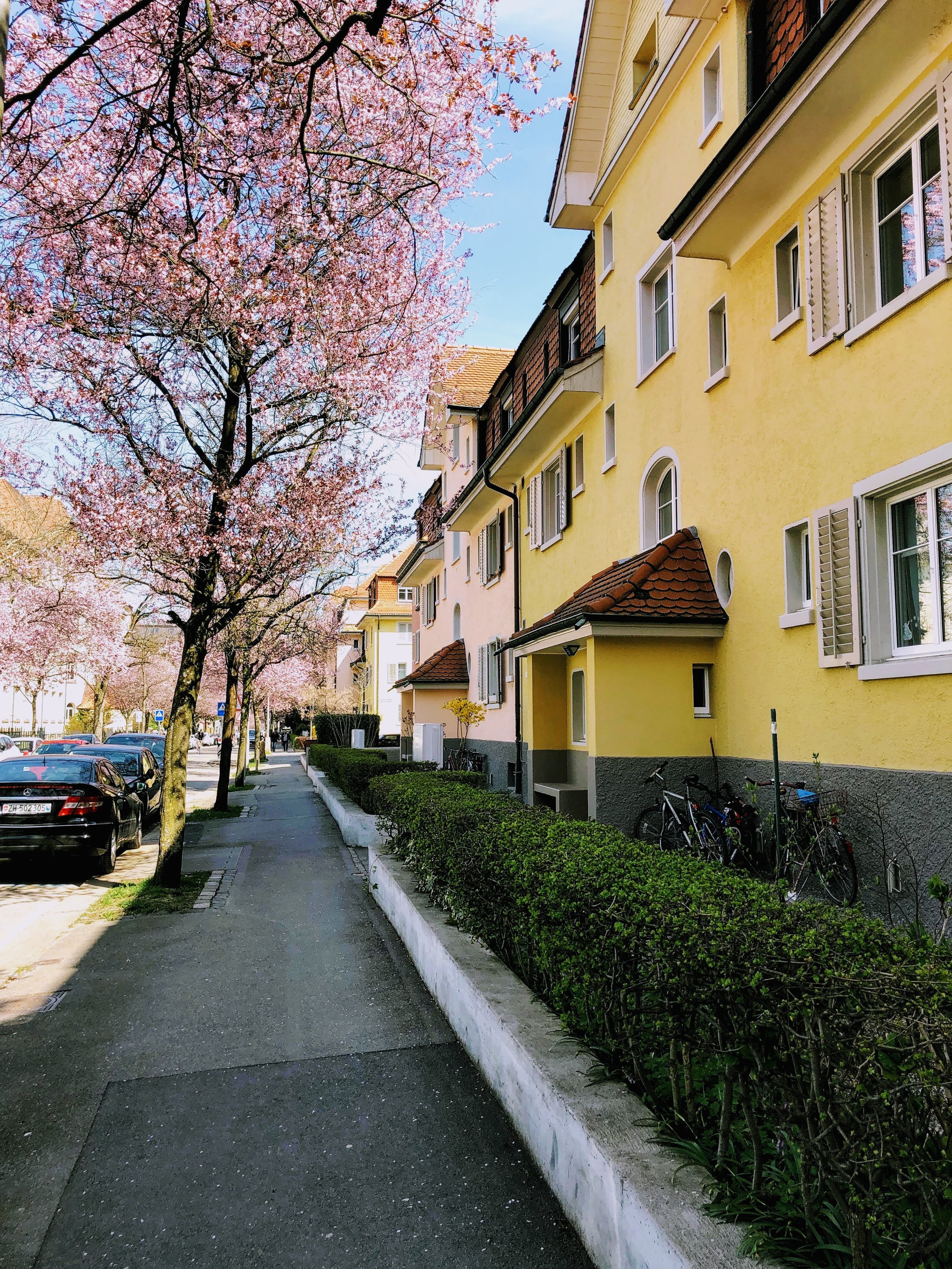 Cherry blossoms in Kreis 4 in the spring in Zurich