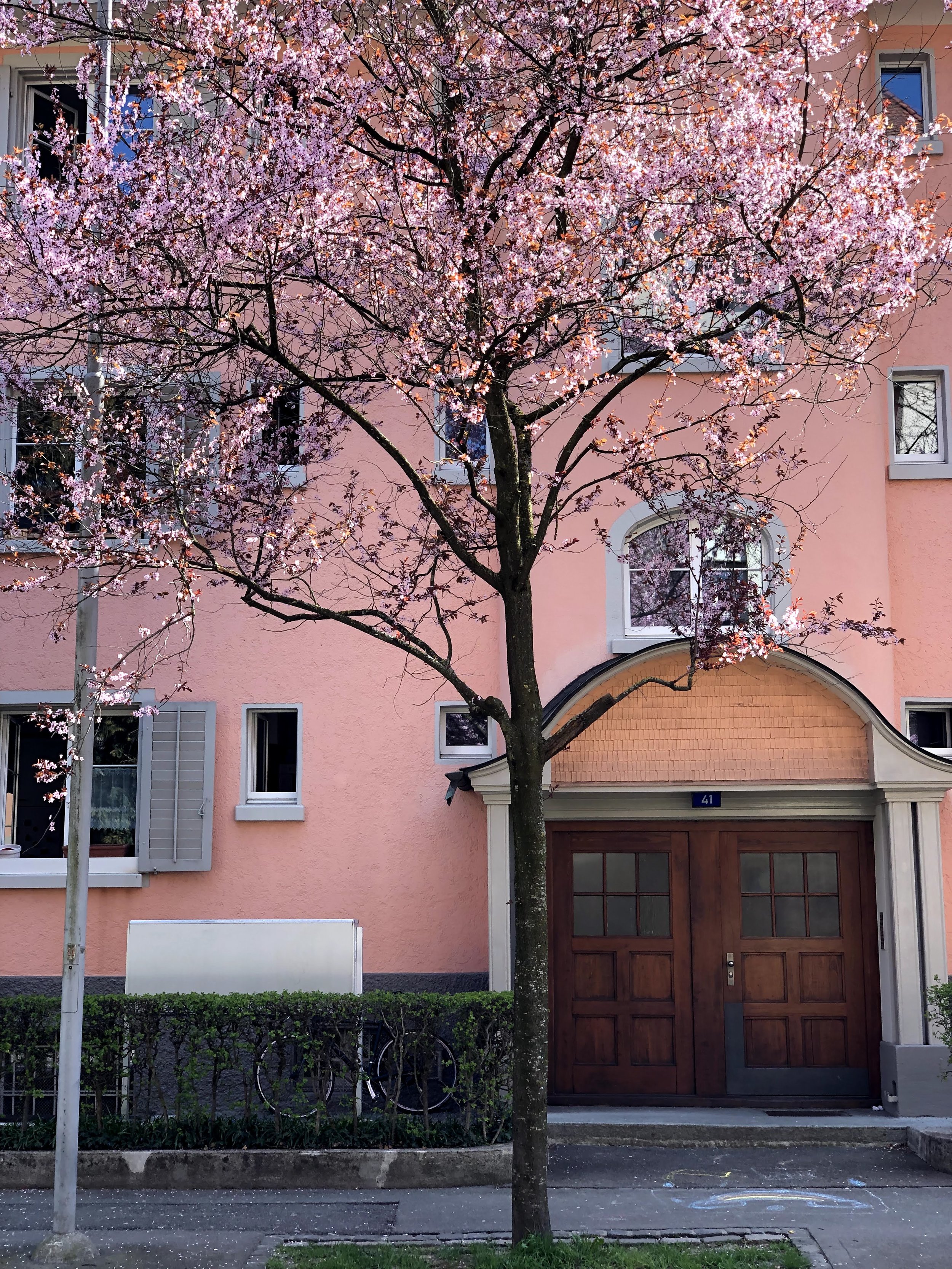 Cherry blossoms in Kreis 4 in the spring in Zurich