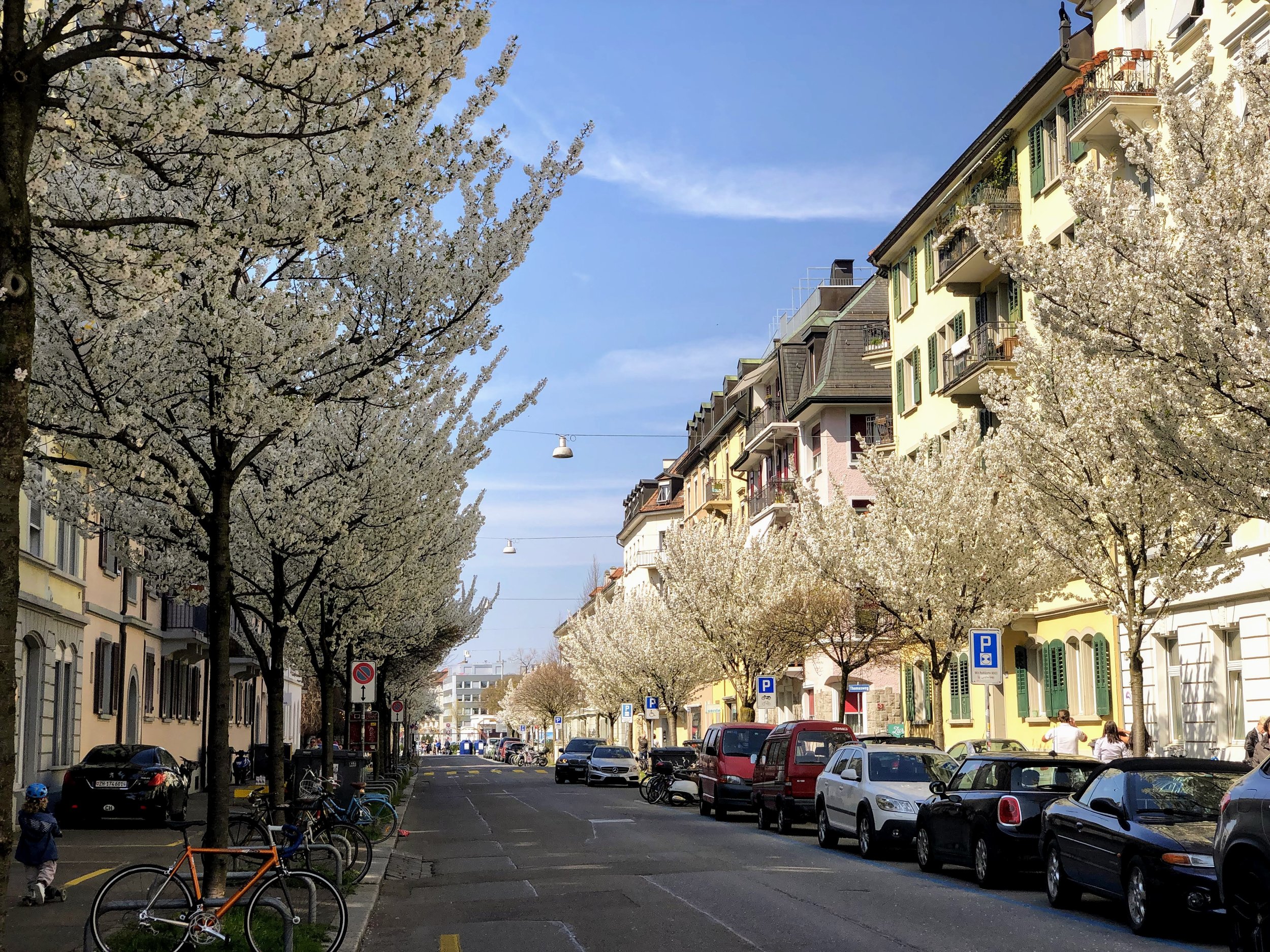 Cherry blossoms in Kreis 4 in the spring in Zurich