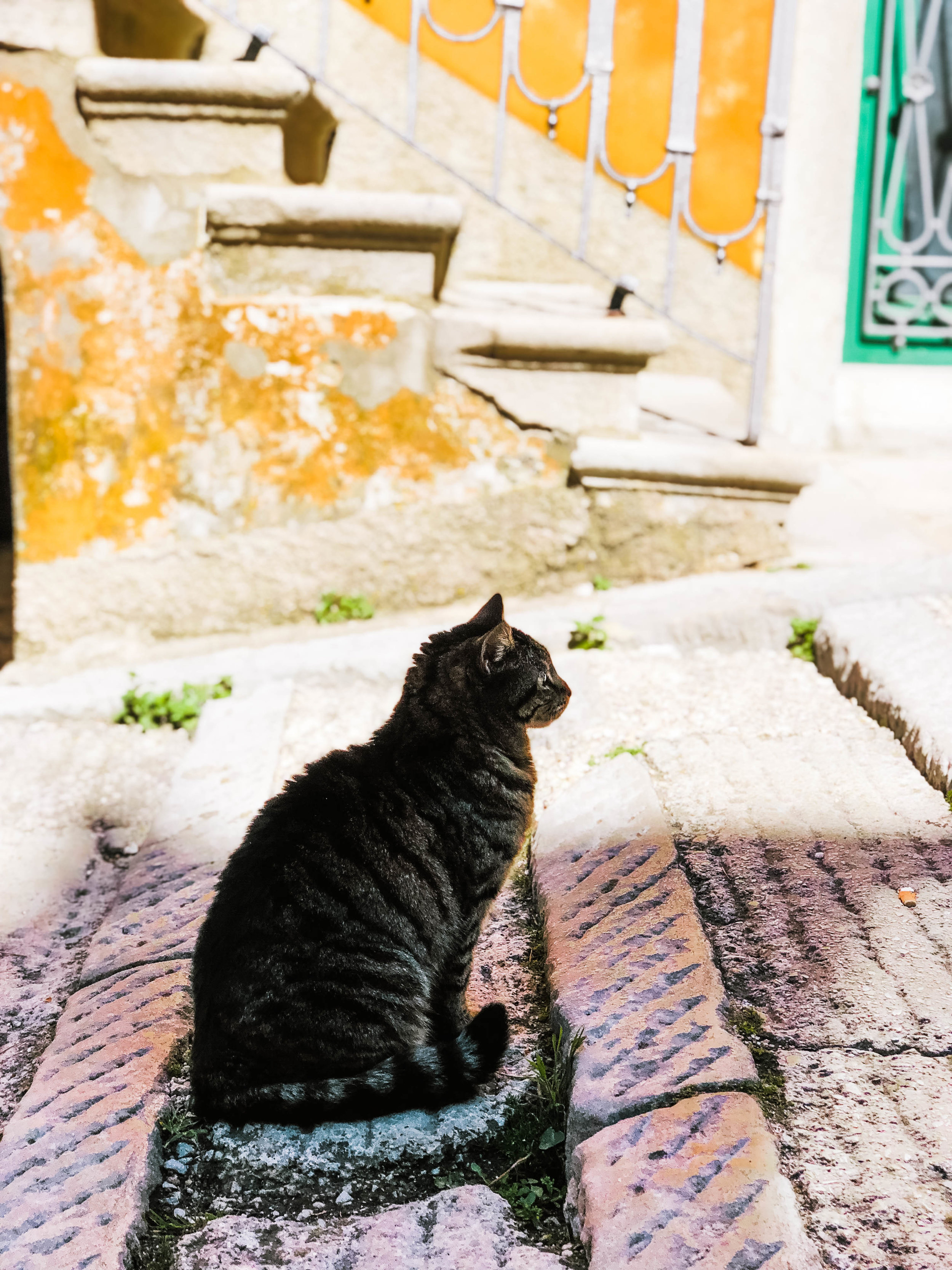 cat in labin.jpg