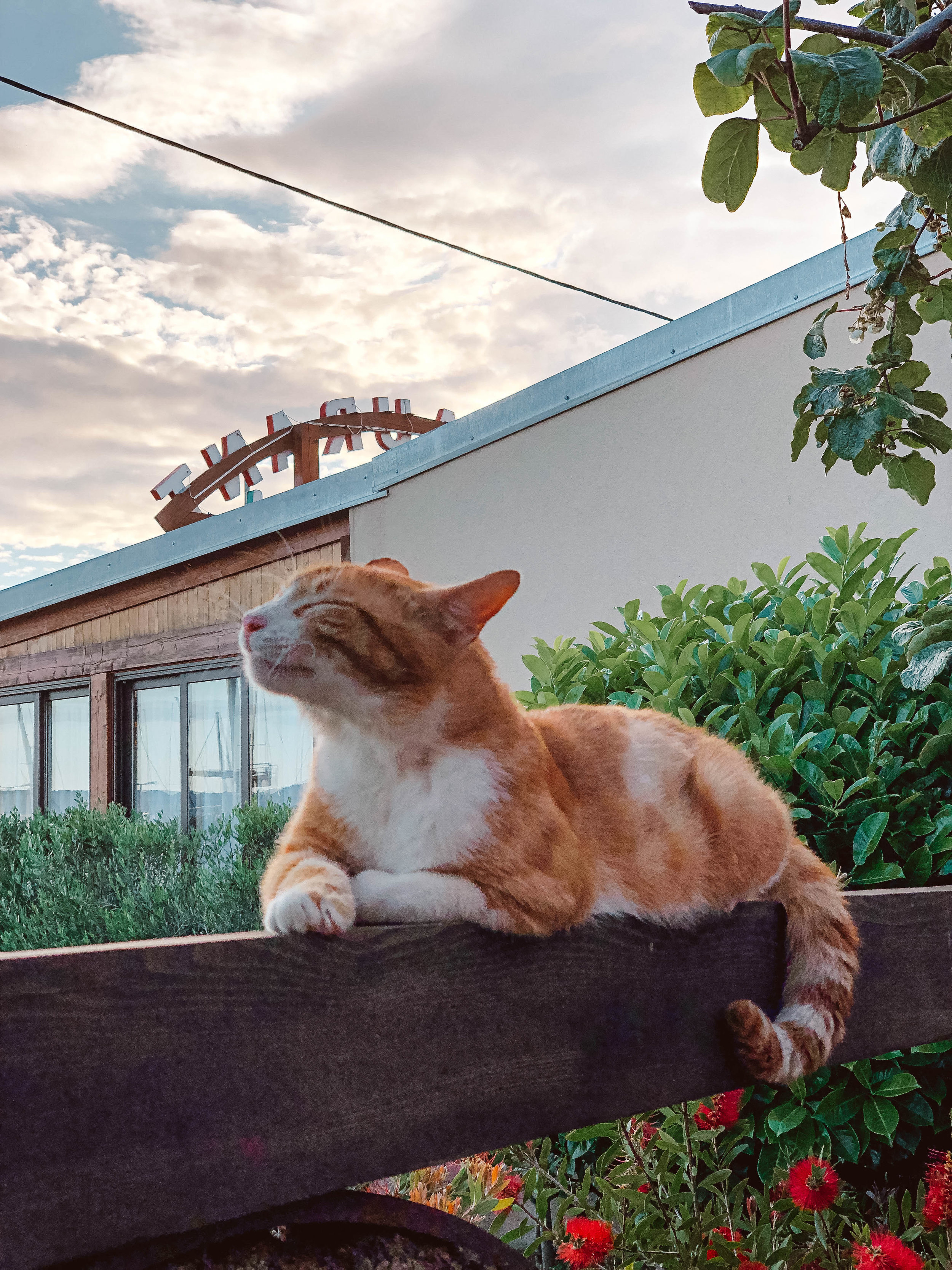 Cat in Borik, near Zadar, Croatia