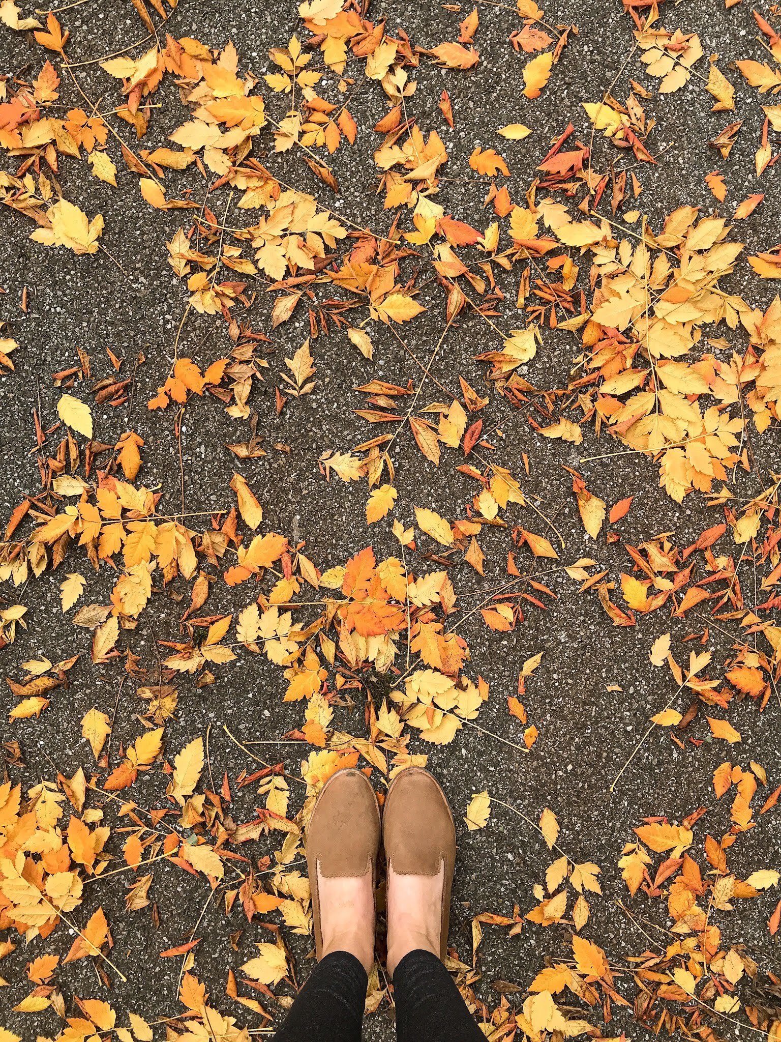 Fall colors in Zurich, Switzerland 