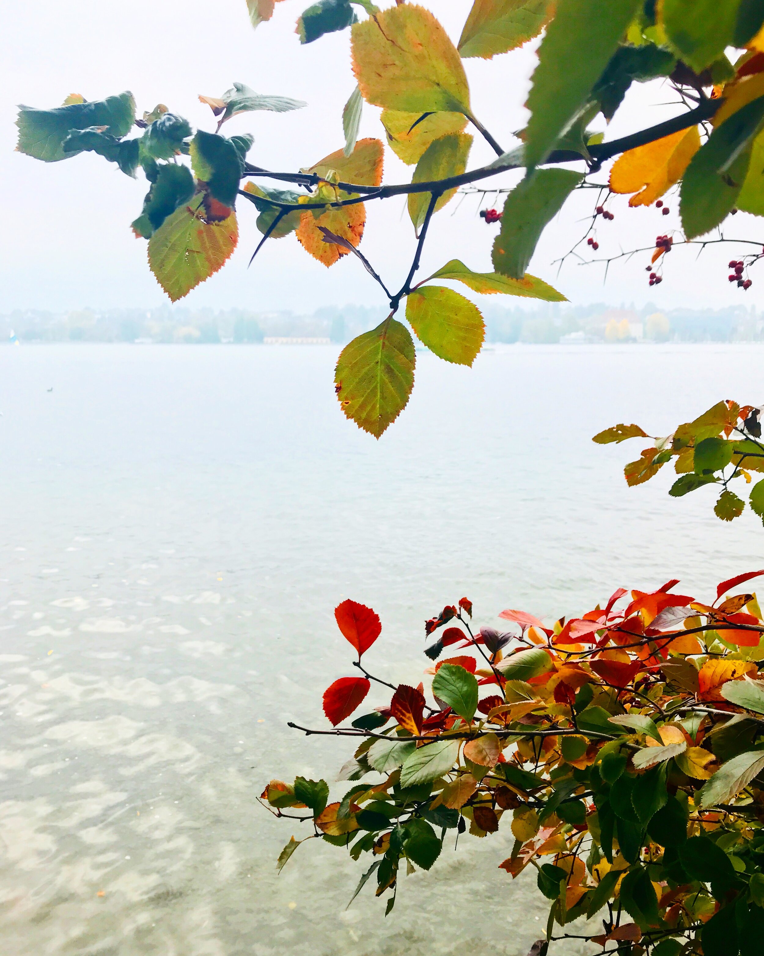 Fall colors along Lake Zurich in Zurich, Switzerland