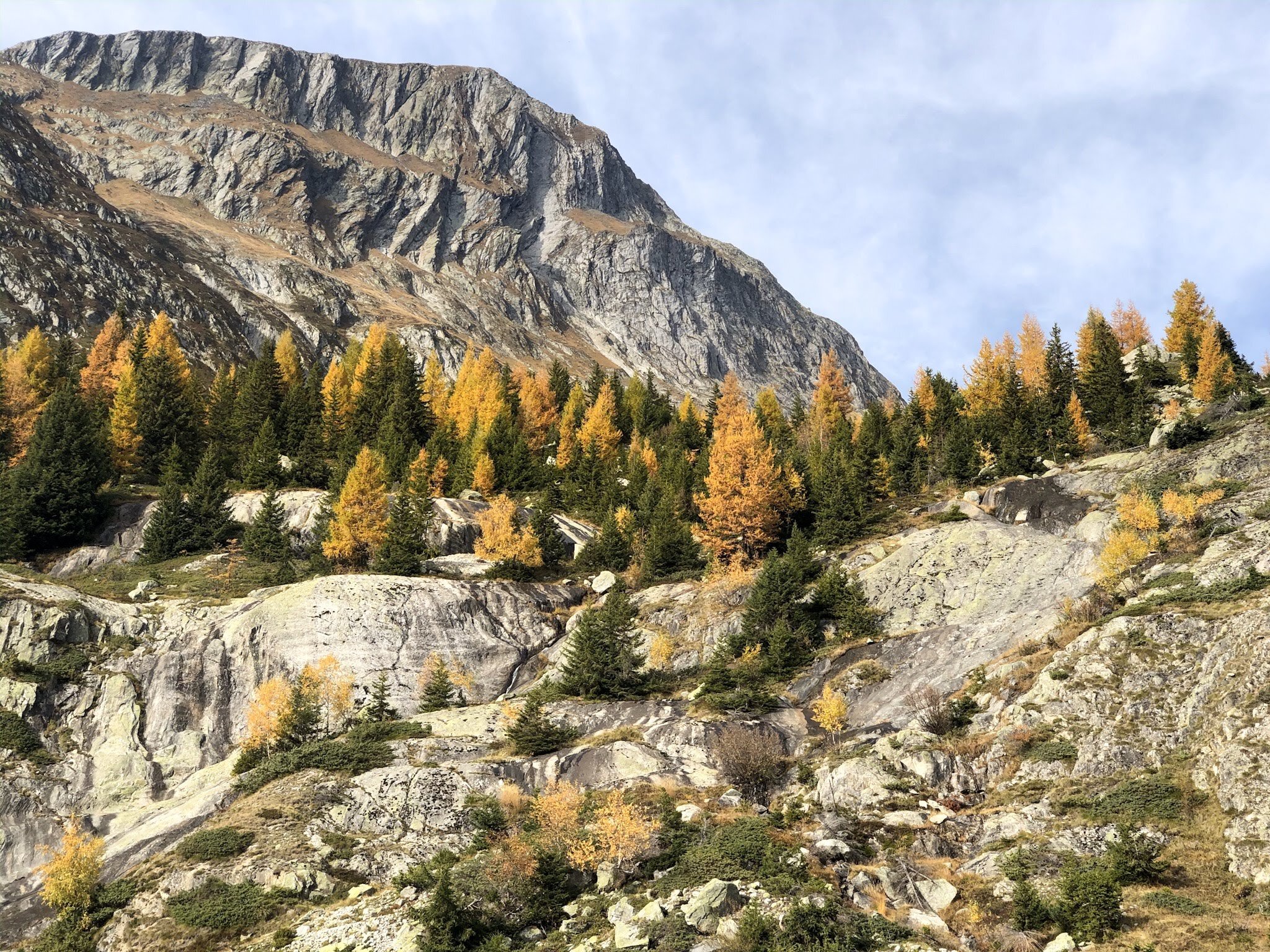 Larch trees in Alestch Arena in Valais, Switzerland