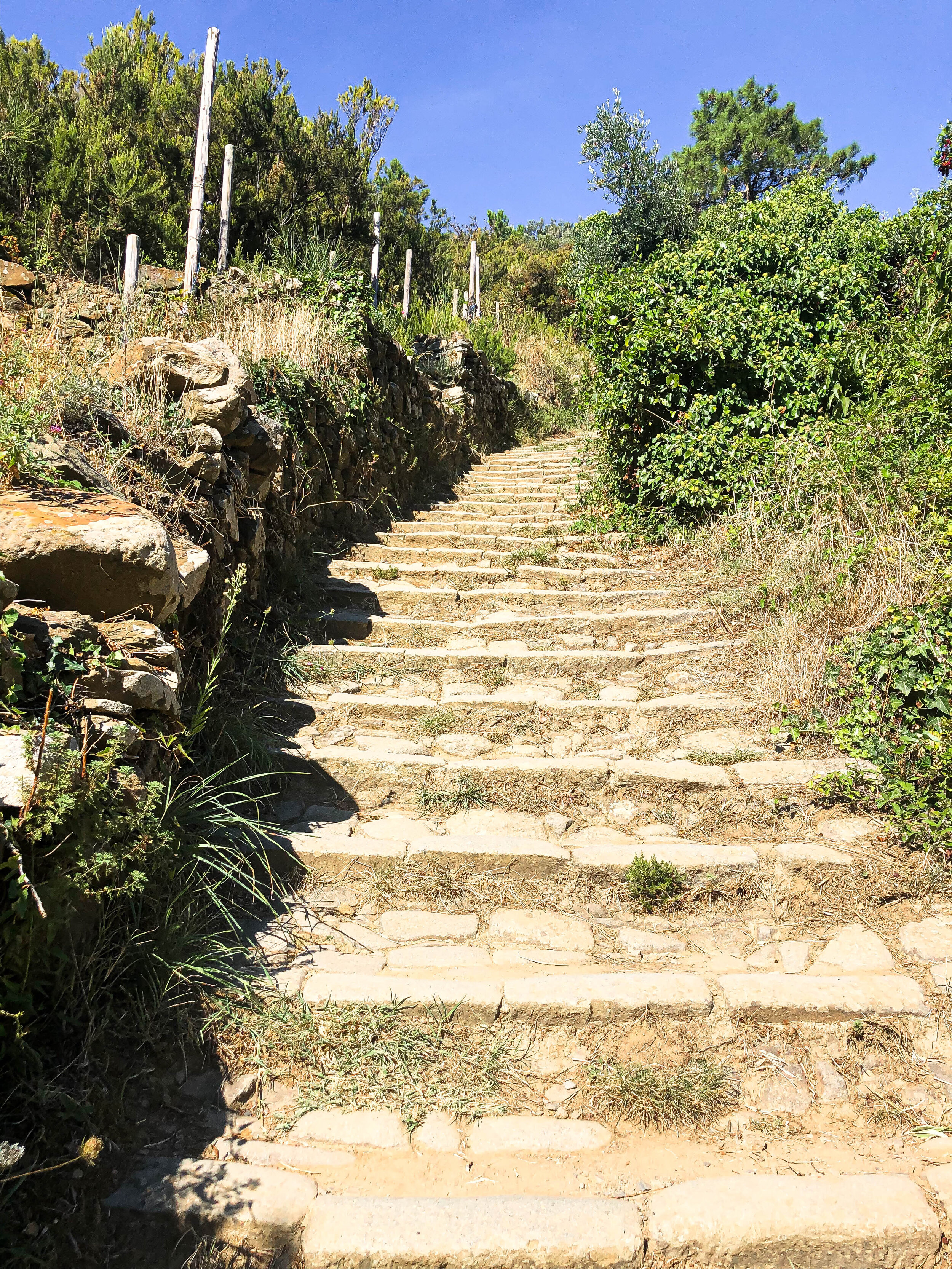 Cinque Terre Manarola Path of Vineyards steps.jpg