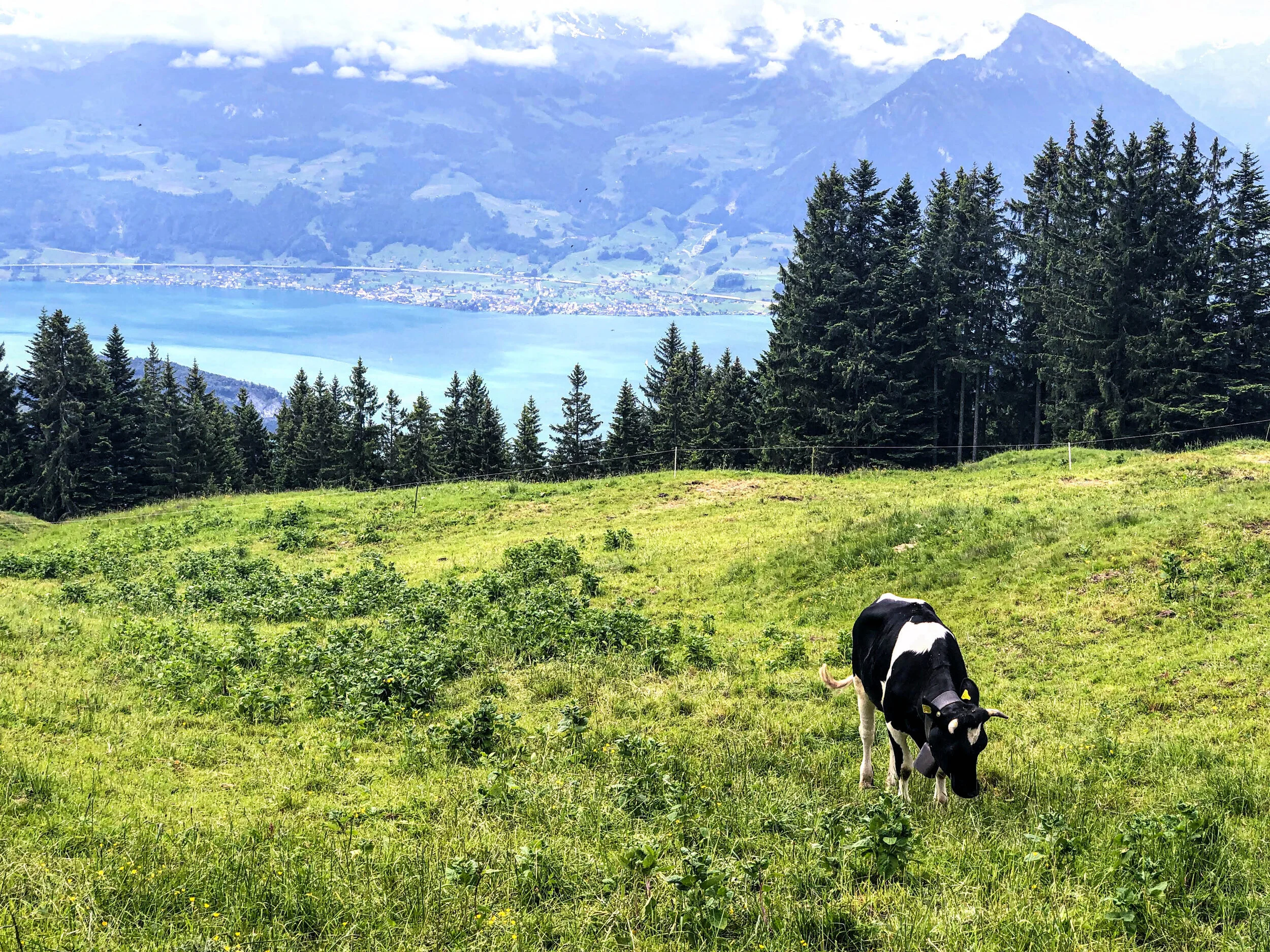 Rigi Kulm rigi staffel.jpg