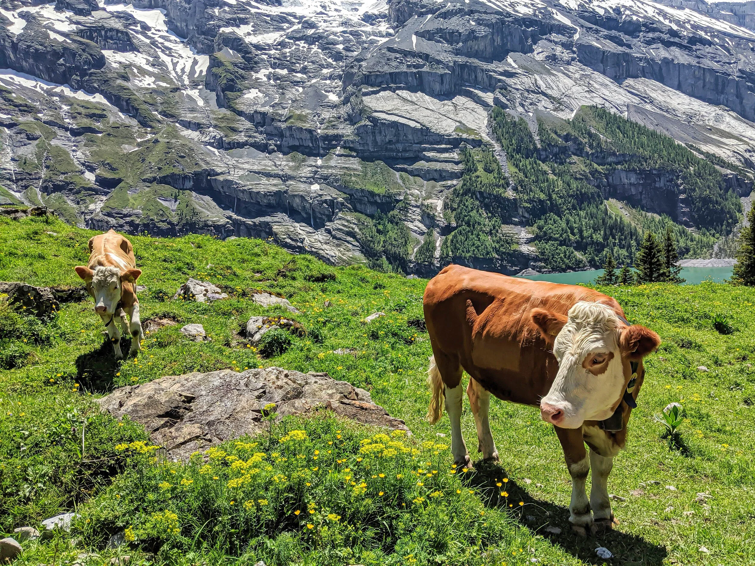 Heuberg Oeschinensee cows and wildflowers.jpg