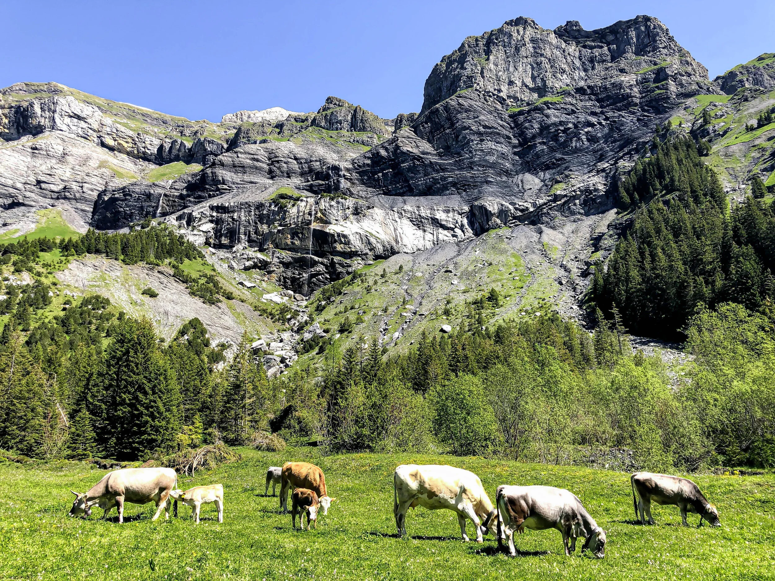 Heuberg Oeschinensee kandersteg cows.jpg