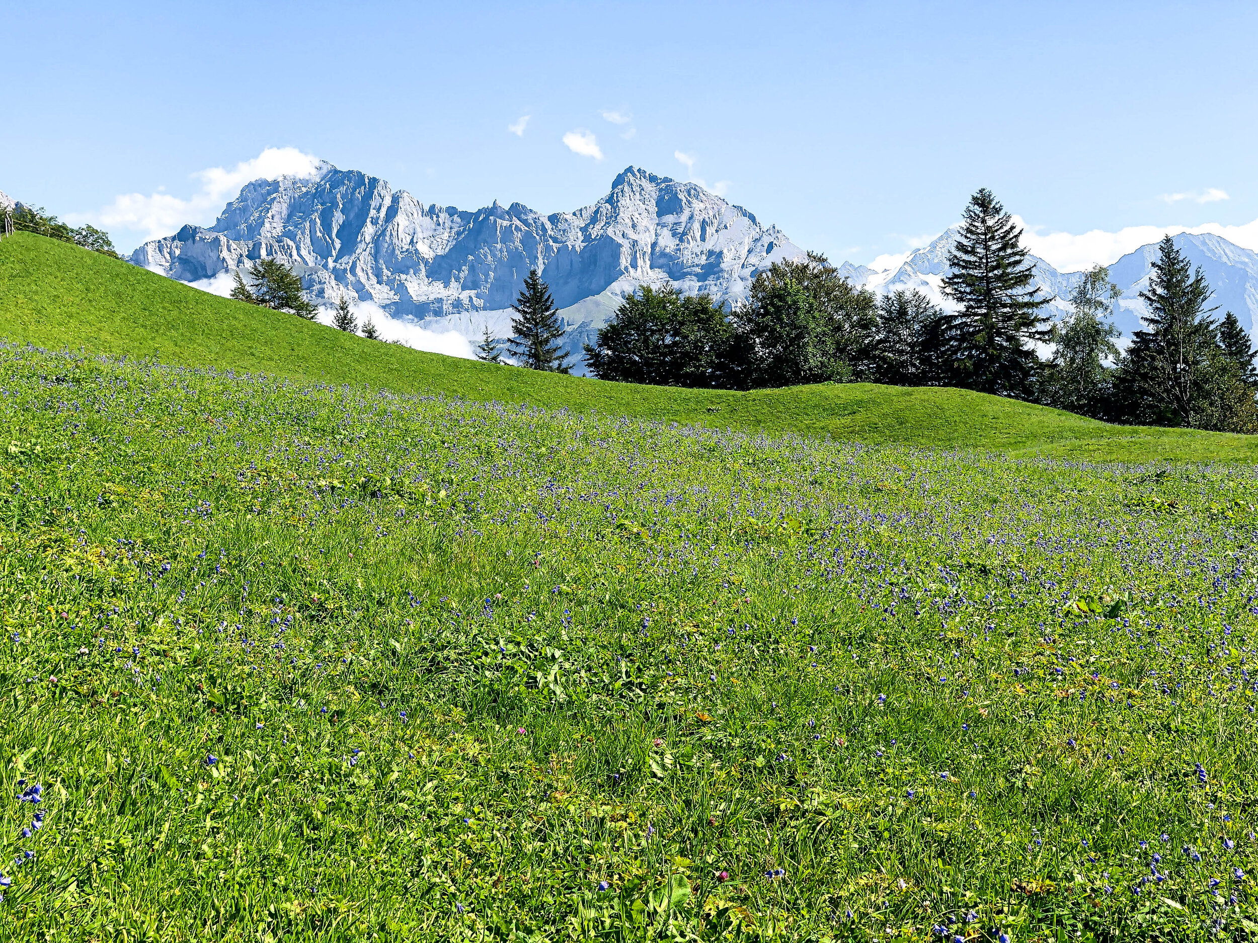 Surenenpass brustis.jpg