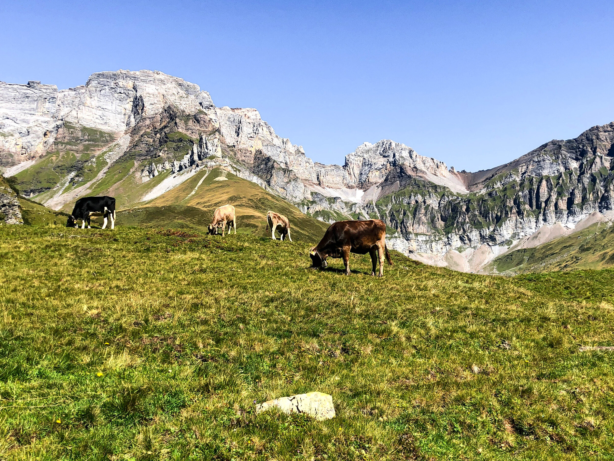 Surenenpass Blackenalp cows.jpg
