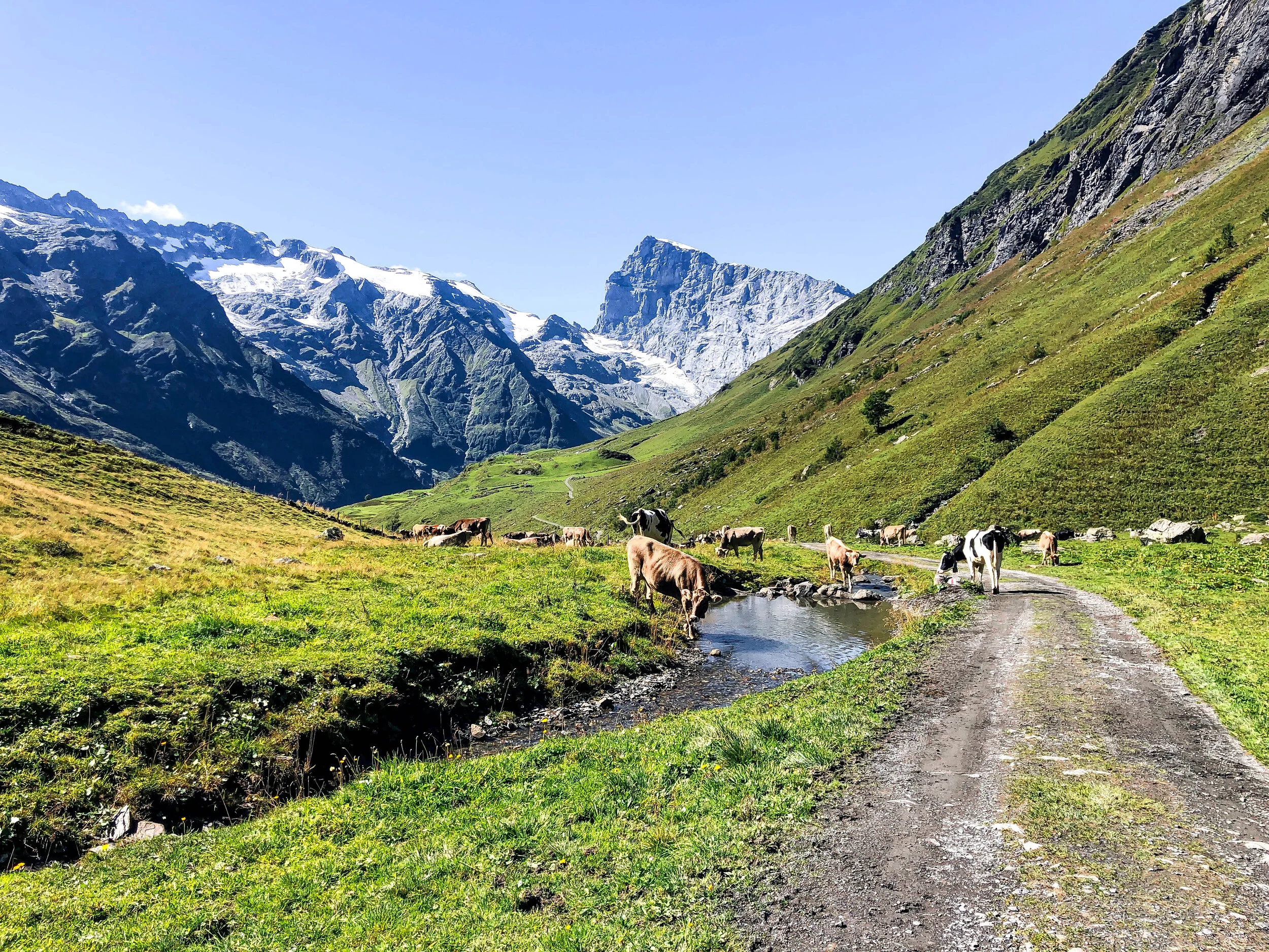 Surenenpass Stauber cows.jpg