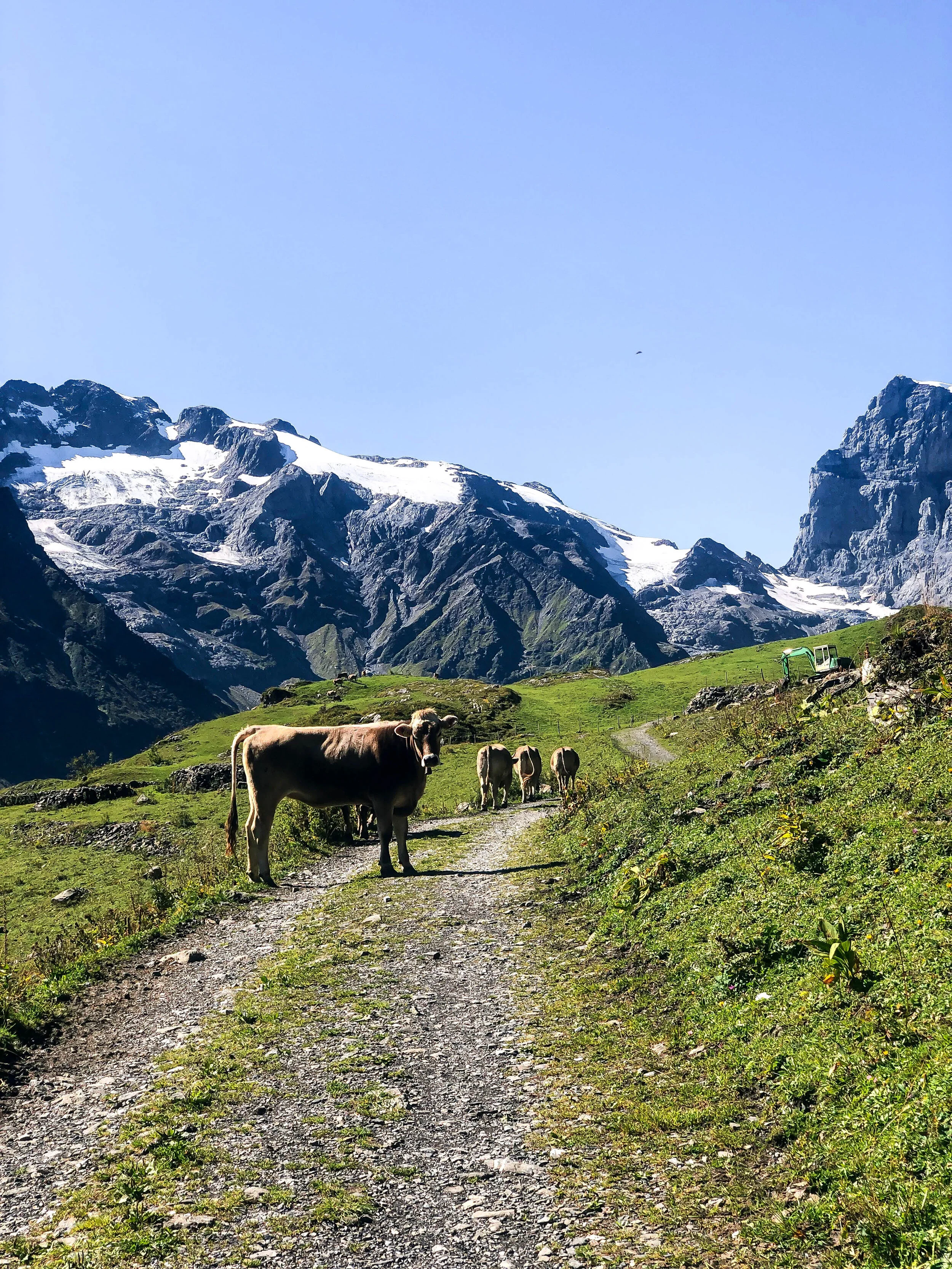 Surenenpass Engelberg cows in road.jpg