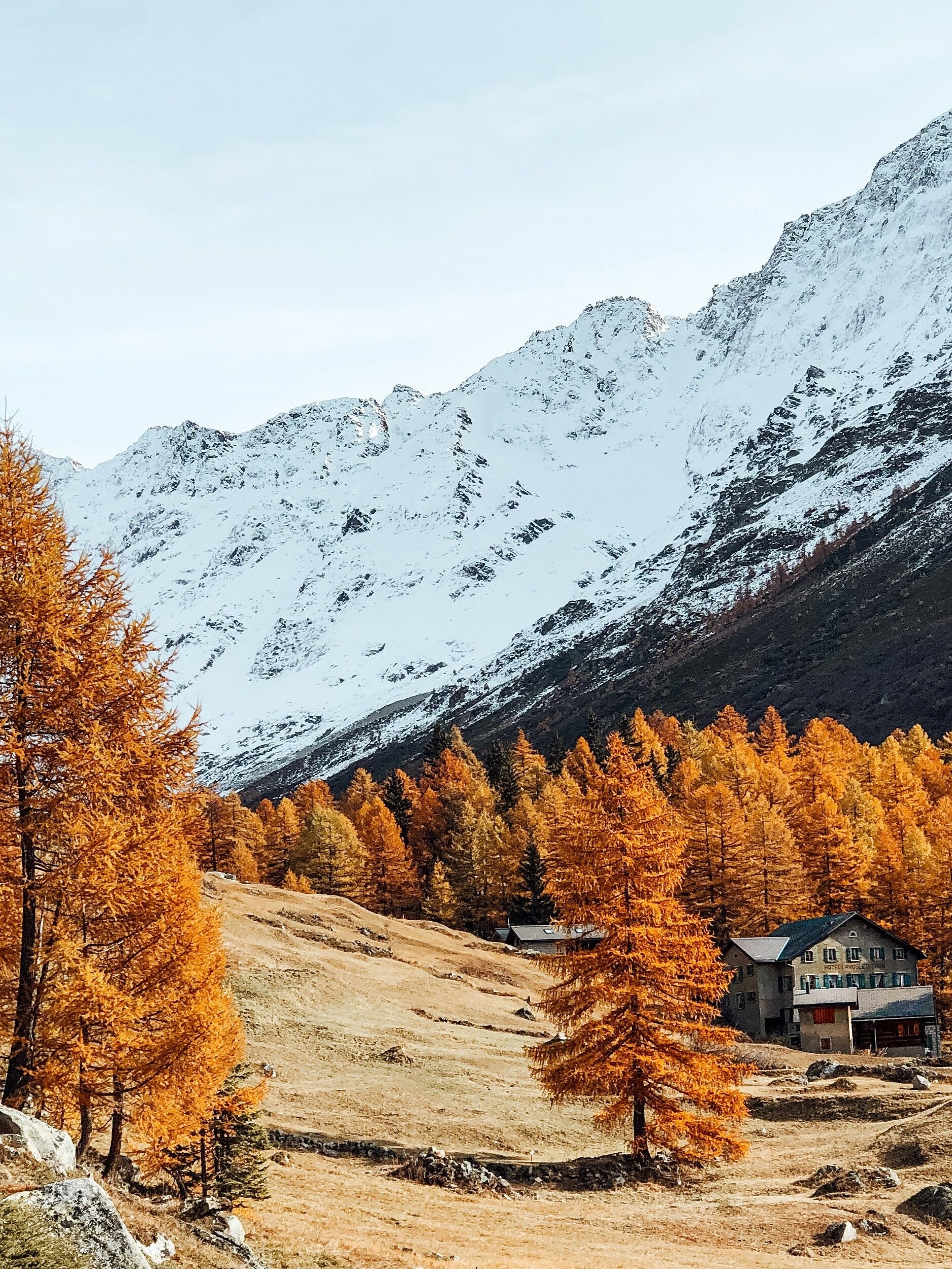 Golden larches in Lotschental Valley, Blatten, Switzerland