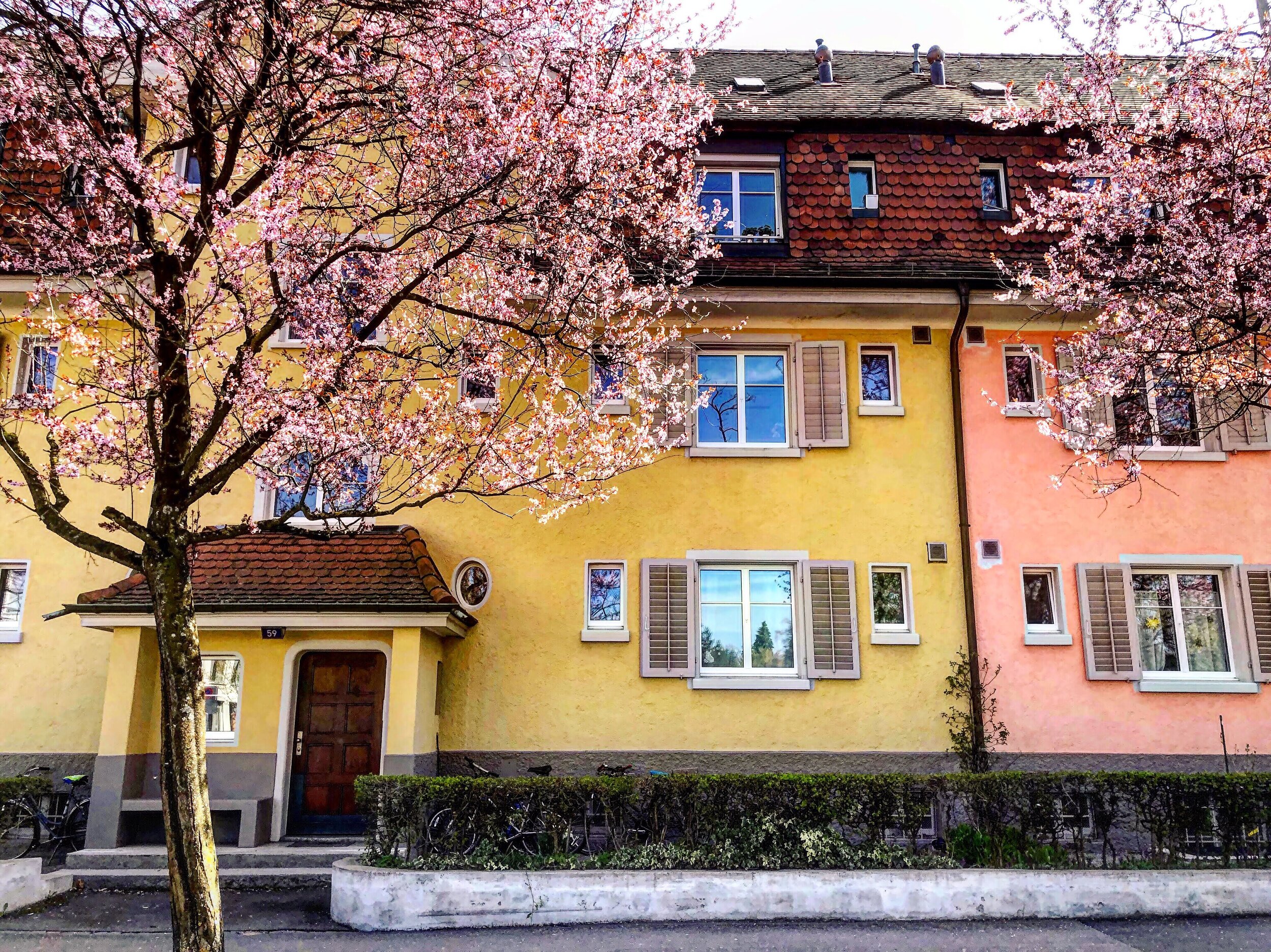 Cherry Blossoms in Kreis Four in Zurich Switzerland