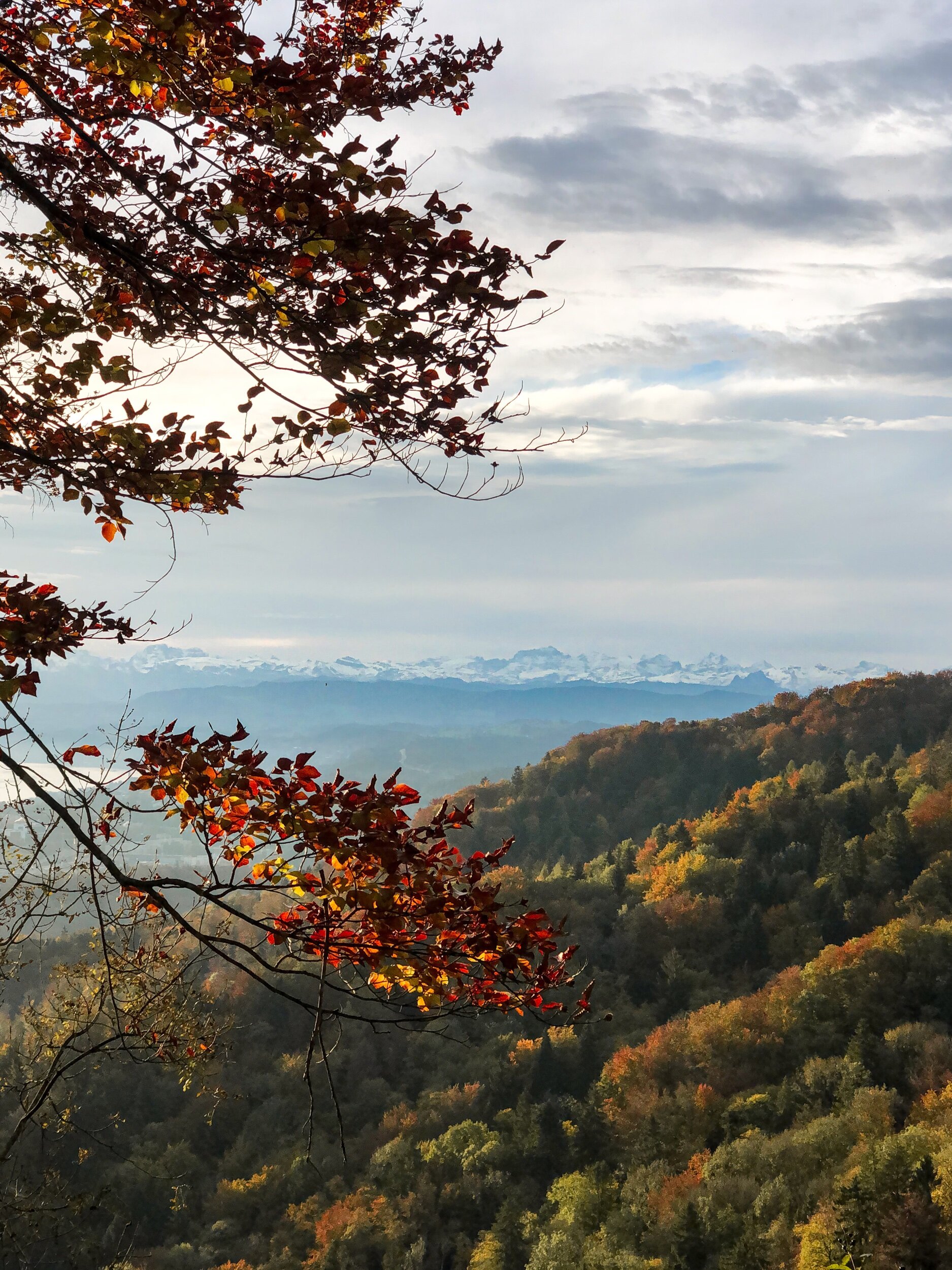Fall colors over Uetliberg with view of Alps in Zurich Switzerland