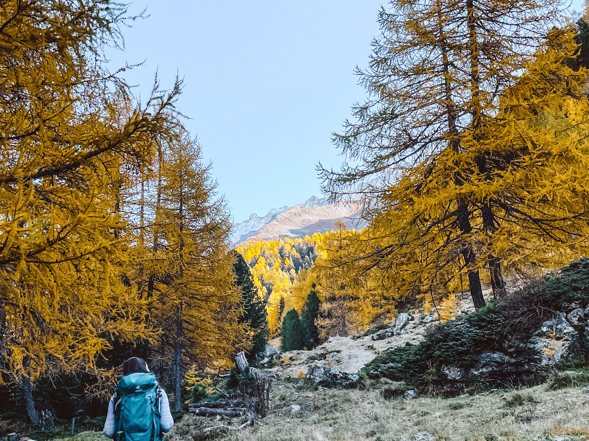 alex hiking through larches.jpg