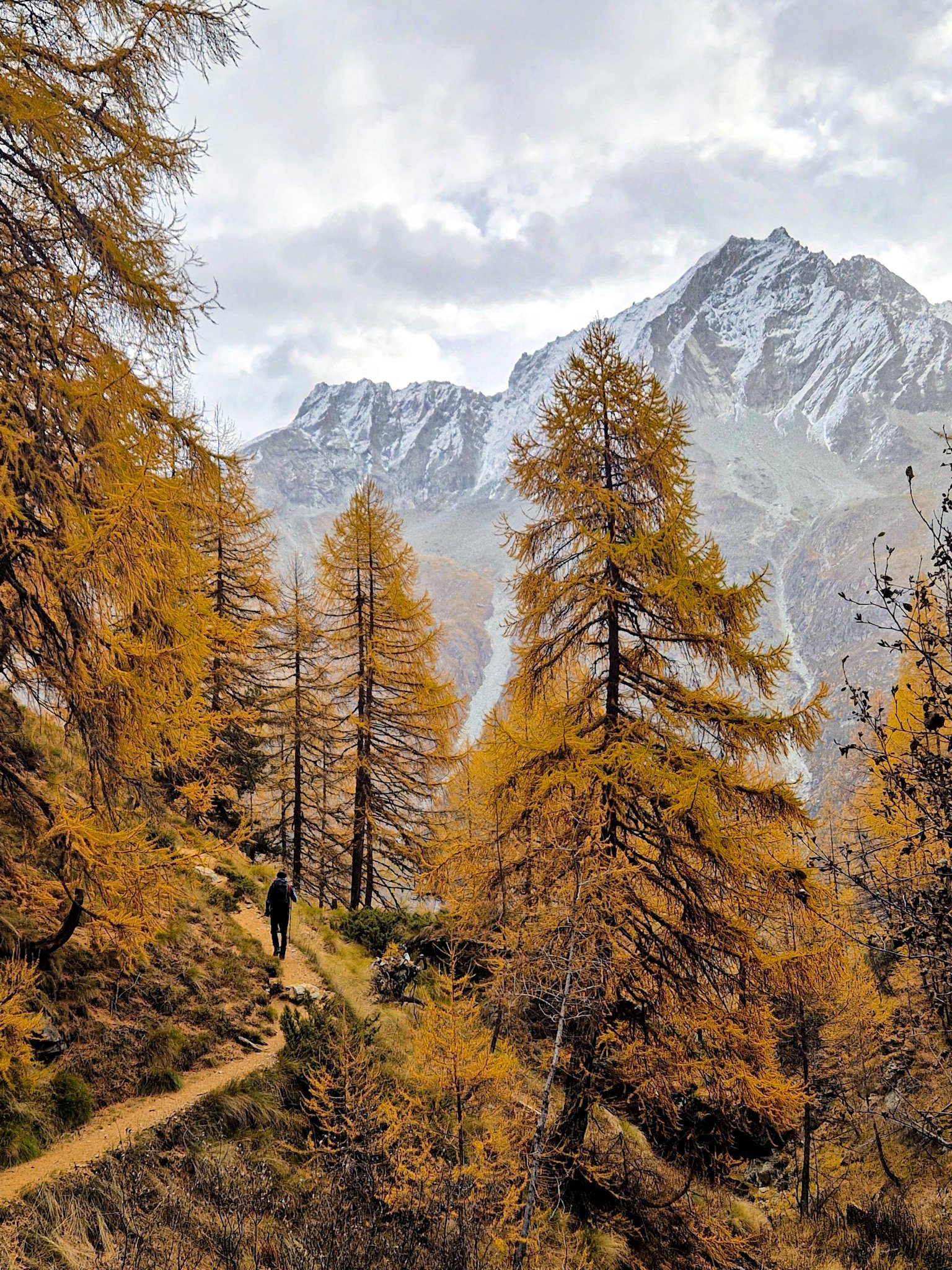 Arolla_larches_Switzerland_Valais.jpg